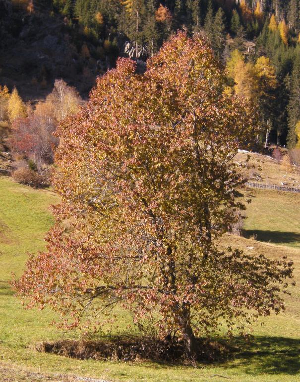 Dorfblick * Kaunertal
